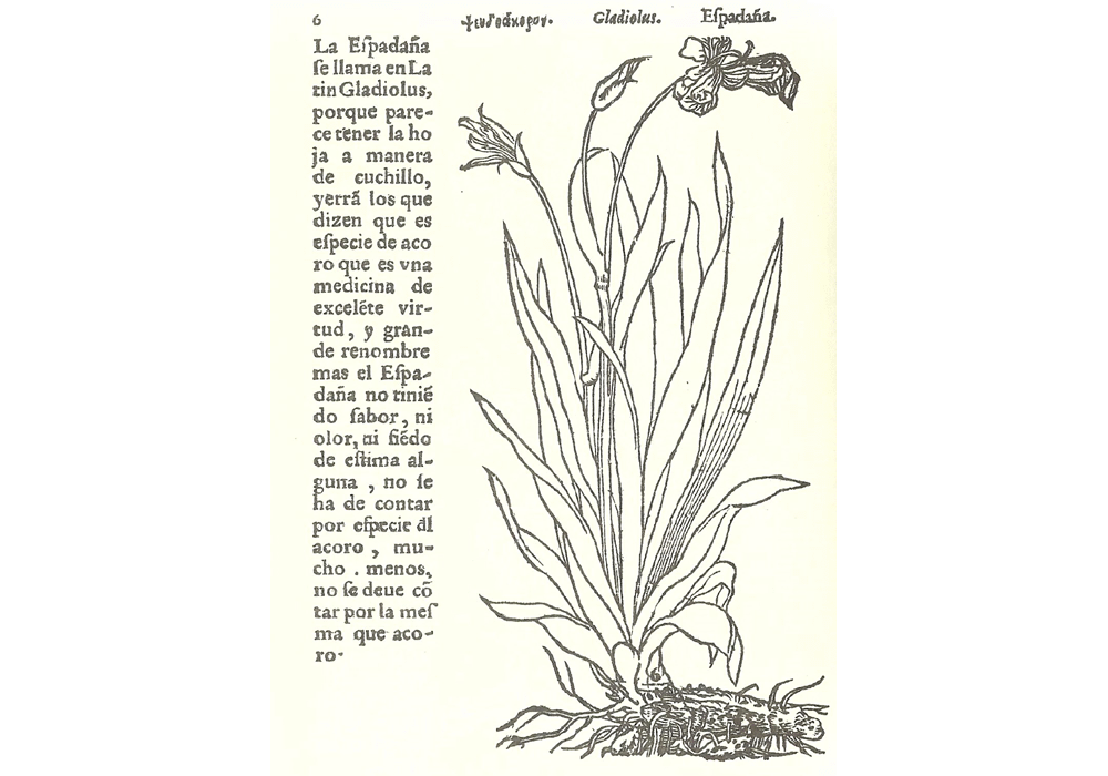 Hª yerbas plantas-Fuchs-Jarava-de Laet- Incunabula & Ancient Books-facsimile book-Vicent García Editores-4 Gladiolus